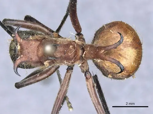 Polyrhachis mindanaensis specimen CASENT0905549 image casent0905549_1