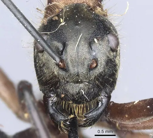 Polyrhachis mindanaensis specimen CASENT0905549 image casent0905549_2
