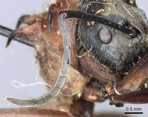 Polyrhachis mindanaensis specimen CASENT0905549 image casent0905549_3
