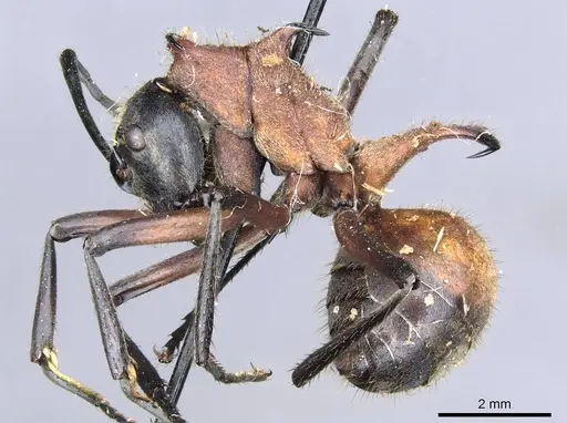 Polyrhachis mindanaensis specimen CASENT0905549 image casent0905549_4