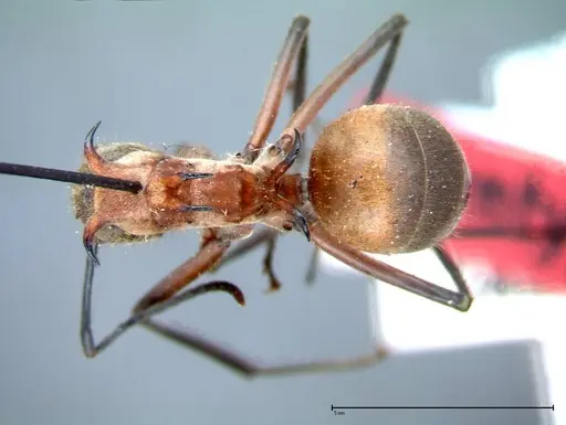 Polyrhachis mindanaensis specimen FOCOL0079 image focol0079_1