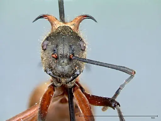 Polyrhachis mindanaensis specimen FOCOL0079 image focol0079_2