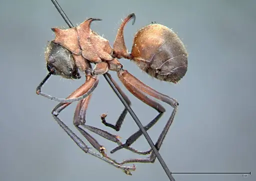 Polyrhachis mindanaensis specimen FOCOL0079 image focol0079_3
