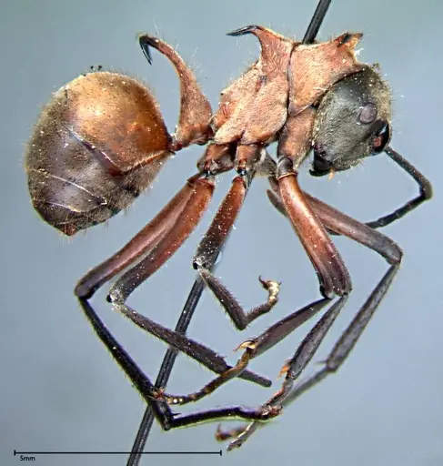 Polyrhachis mindanaensis specimen FOCOL0079 image focol0079_4