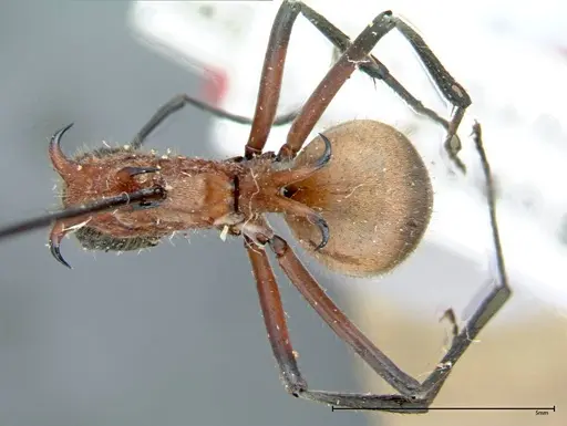 Polyrhachis mindanaensis specimen FOCOL0080 image focol0080_1