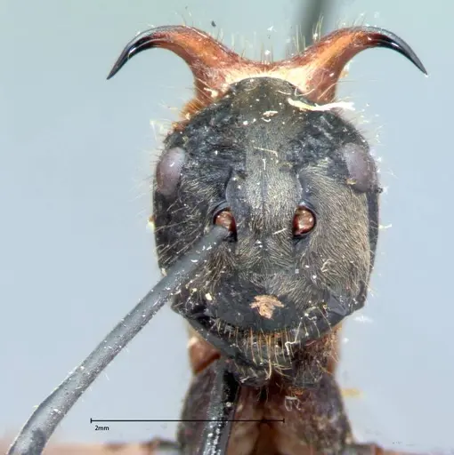 Polyrhachis mindanaensis specimen FOCOL0080 image focol0080_2