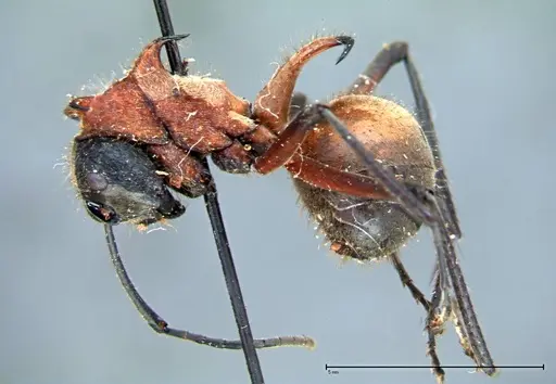 Polyrhachis mindanaensis specimen FOCOL0080 image focol0080_3