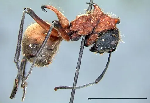 Polyrhachis mindanaensis specimen FOCOL0080 image focol0080_4
