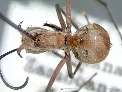 Polyrhachis mindanaensis specimen FOCOL0081 image focol0081_1