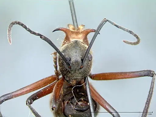 Polyrhachis mindanaensis specimen FOCOL0081 image focol0081_2