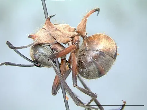Polyrhachis mindanaensis specimen FOCOL0081 image focol0081_3
