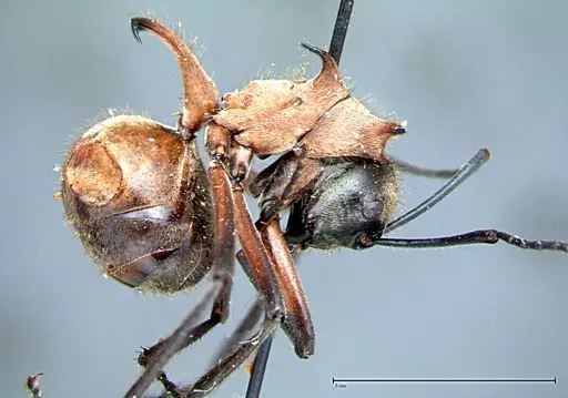 Polyrhachis mindanaensis specimen FOCOL0081 image focol0081_4