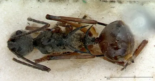 Polyrhachis mitrata specimen FOCOL0083 image focol0083_1