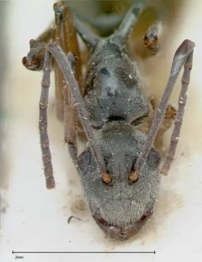 Polyrhachis mitrata specimen FOCOL0083 image focol0083_2