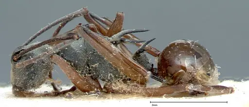 Polyrhachis mitrata specimen FOCOL0083 image focol0083_3