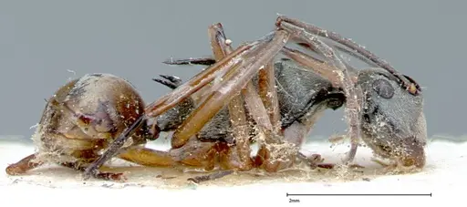Polyrhachis mitrata specimen FOCOL0083 image focol0083_4