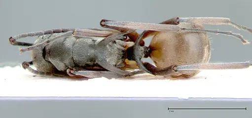 Polyrhachis mitrata specimen FOCOL0084 image focol0084_1