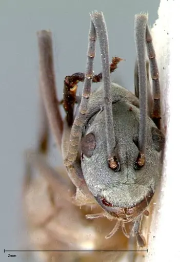 Polyrhachis mitrata specimen FOCOL0084 image focol0084_2