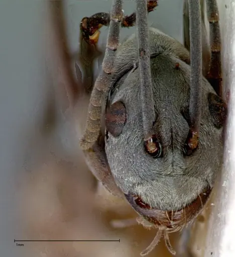 Polyrhachis mitrata specimen FOCOL0084 image focol0084_3