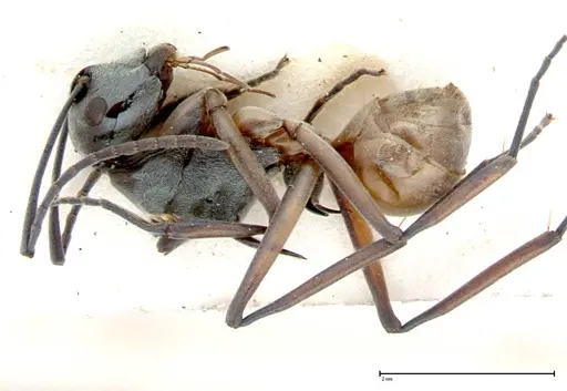 Polyrhachis mitrata specimen FOCOL0084 image focol0084_4