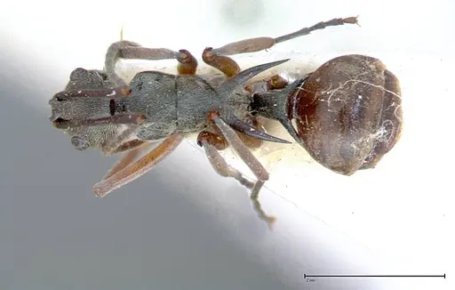 Polyrhachis mitrata specimen FOCOL0085 image focol0085_1