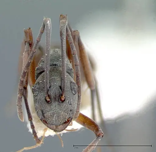 Polyrhachis mitrata specimen FOCOL0085 image focol0085_2