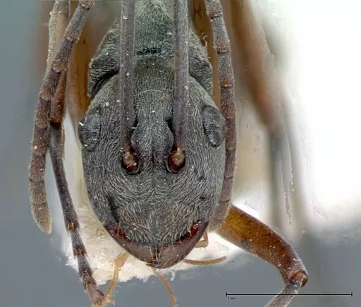 Polyrhachis mitrata specimen FOCOL0085 image focol0085_3
