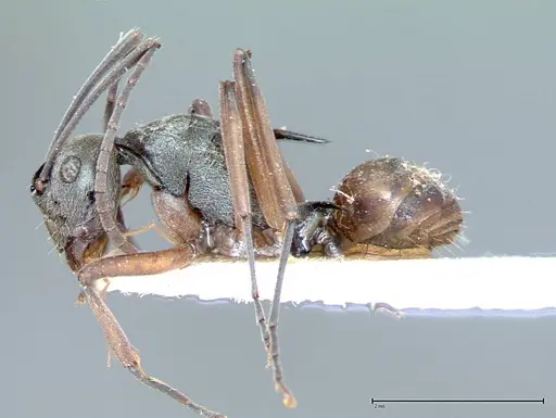 Polyrhachis mitrata specimen FOCOL0085 image focol0085_4