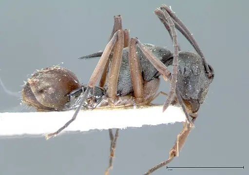 Polyrhachis mitrata specimen FOCOL0085 image focol0085_5