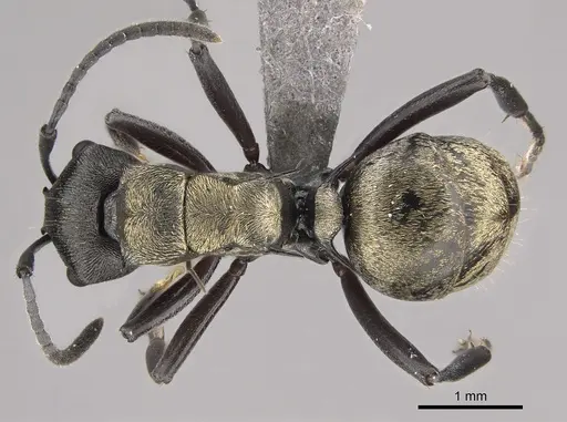 Polyrhachis mjobergi specimen CASENT0217784 image casent0217784_1