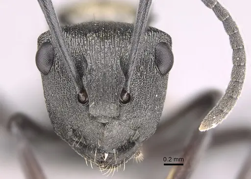 Polyrhachis mjobergi specimen CASENT0217784 image casent0217784_2
