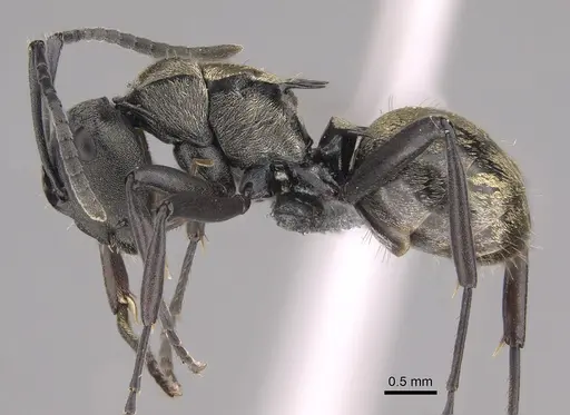 Polyrhachis mjobergi specimen CASENT0217784 image casent0217784_3