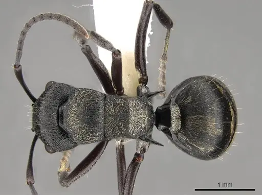 Polyrhachis mjobergi specimen CASENT0281423 image casent0281423_1