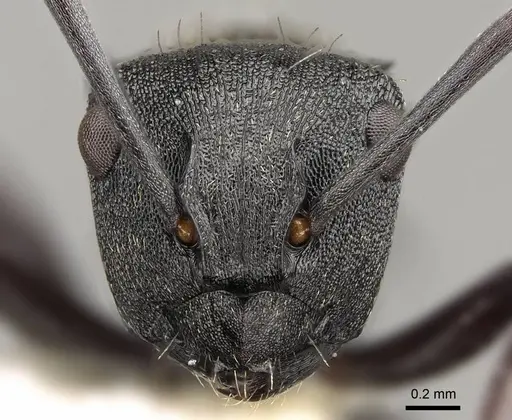 Polyrhachis mjobergi specimen CASENT0281423 image casent0281423_2