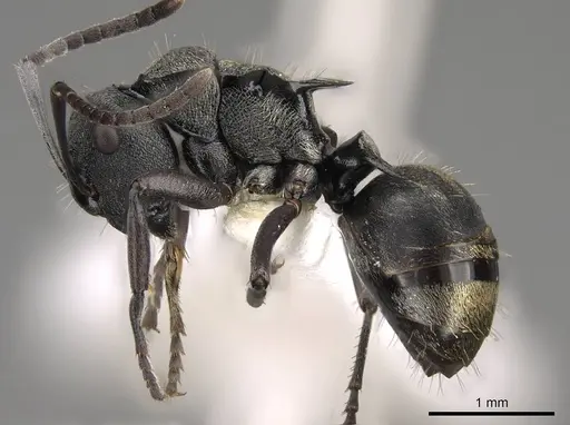 Polyrhachis mjobergi specimen CASENT0281423 image casent0281423_3