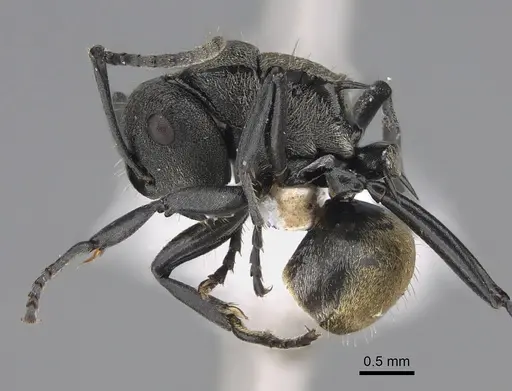 Polyrhachis mjobergi specimen CASENT0887802 image casent0887802_1
