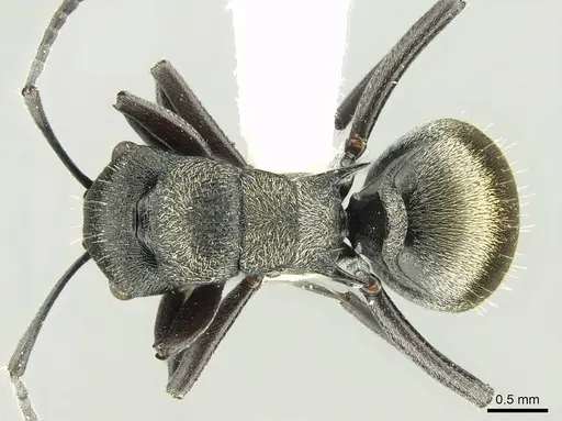 Polyrhachis mjobergi specimen CASENT0906727 image casent0906727_1