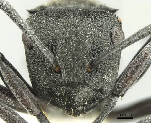Polyrhachis mjobergi specimen CASENT0906727 image casent0906727_2