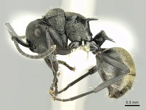 Polyrhachis mjobergi specimen CASENT0906727 image casent0906727_3