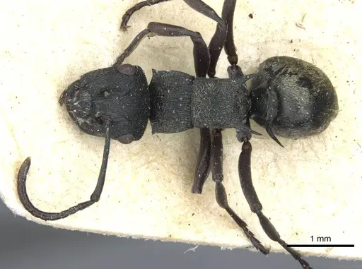 Polyrhachis mjobergi specimen CASENT0910839 image casent0910839_1