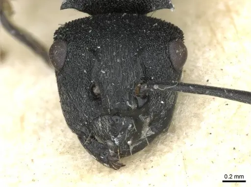 Polyrhachis mjobergi specimen CASENT0910839 image casent0910839_2