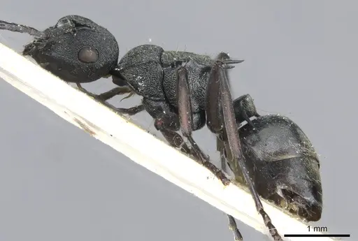 Polyrhachis mjobergi specimen CASENT0910839 image casent0910839_3