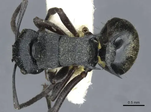 Polyrhachis mjobergi specimen CASENT0910847 image casent0910847_1