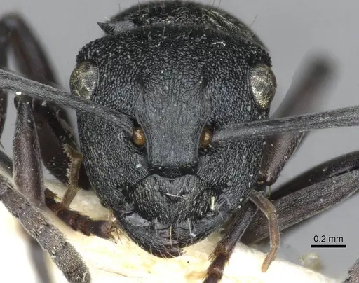 Polyrhachis mjobergi specimen CASENT0910847 image casent0910847_2