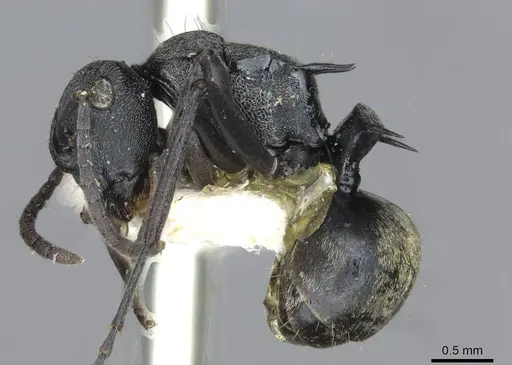 Polyrhachis mjobergi specimen CASENT0910847 image casent0910847_3