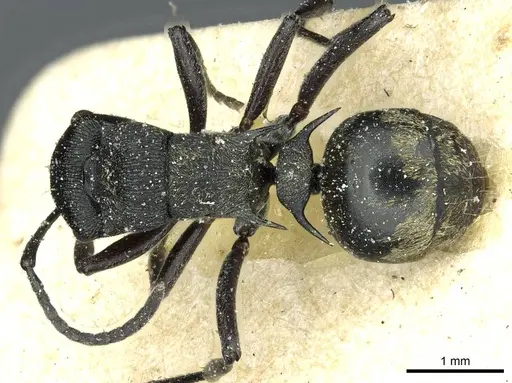 Polyrhachis mjobergi specimen CASENT0912113 image casent0912113_1