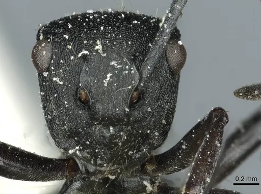 Polyrhachis mjobergi specimen CASENT0912113 image casent0912113_2