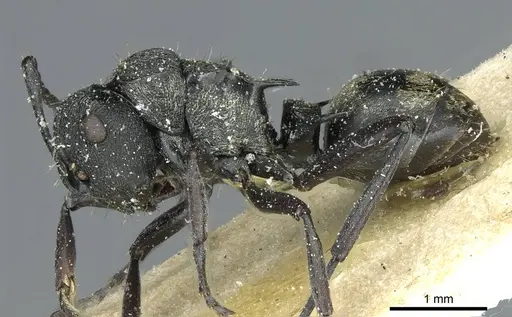 Polyrhachis mjobergi specimen CASENT0912113 image casent0912113_3