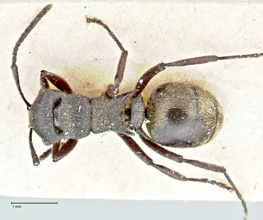Polyrhachis mjobergi specimen FOCOL2939 image focol2939_1