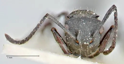 Polyrhachis mjobergi specimen FOCOL2939 image focol2939_2